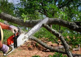 Best Stump Grinding and Removal  in Beaver Dam, KY