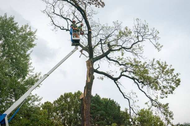 Beaver Dam, KY  Tree Services Company